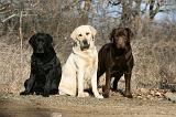LABRADOR 1139